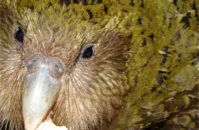 close-up-of-kakapo