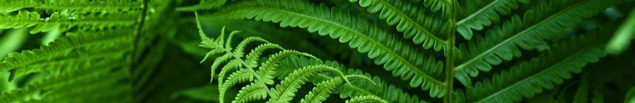 green-ferns-in-NZ-native-forest