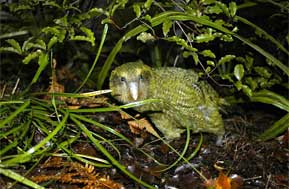 kakapo-in-a-forest