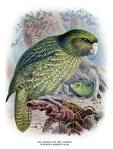 painted-scene-of-kakapo